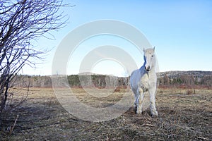 White Percheron Horse With Winter Coat