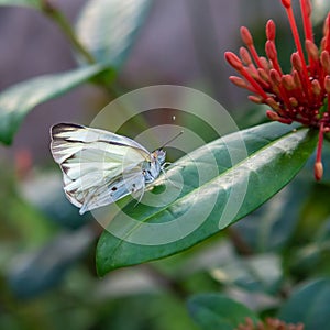 White, perhaps cabbage white butterfly on a green leaf