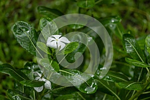 White Periwinkle