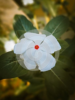 Portrait of White Periwinkle Flower