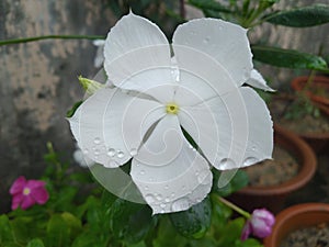 White Periwinkle Flower closeup