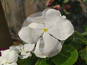 White Periwinkle Flower closeup