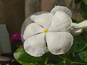 White Periwinkle Flower closeup