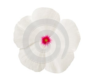 White periwinkle flower