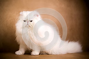White persian cat photo