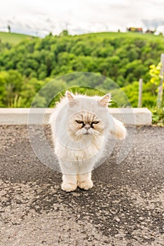 White persian cat with black Tear Stains under eyes. Cat portrait in nature