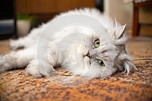 White persian cat close-up on floor