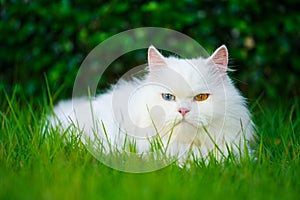 White Persian cat with 2 different-colored eyes heterocromatic