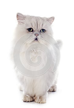 White persian cat