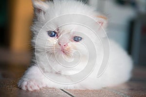 White Persian cat kitten is laying