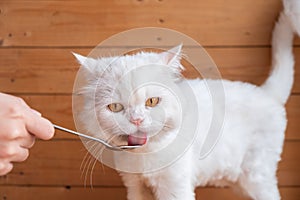 White persian cat licks the food at the spoon