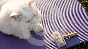 White Persian Cat looking Hair Removal Comb .