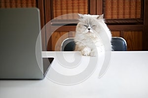 White Persian cat sit on the chair working serious with laptop