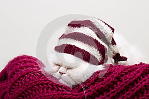 White Persian Cat taking a nap on a winter afternoon