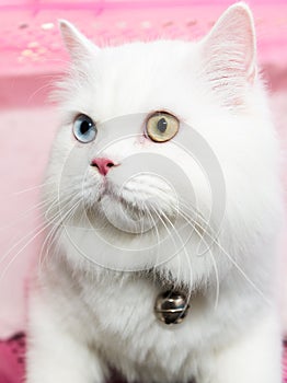 White Persian cat two color eyes