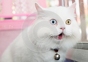 White Persian cat two color eyes