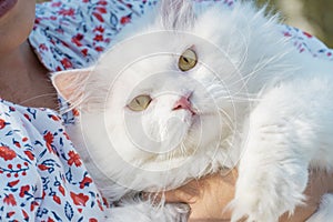 White Persian cat img
