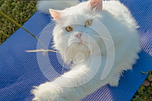 White Persian Cats img