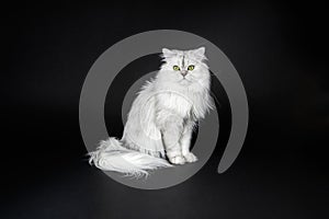 White persian chinchilla cat on a black background