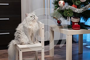 White persian chinchilla cat in front of a Christmas tree