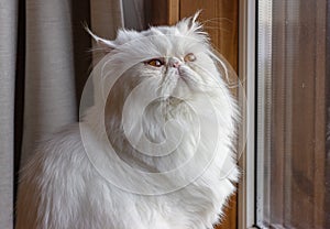 White Persian Exot cat with long hair photo