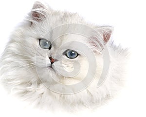 White Persian Kitten