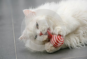 White persian kitten playing with toy