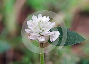 White Persicaria Capitata which grows in the middle of the forest.