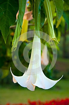 White Peru Thorn flower