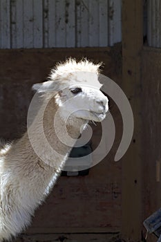 White Peruvian Alpaca Head Shot - Vicugna pacos