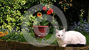 White pet cat sits in English flower garden with colorful tulips and flowers