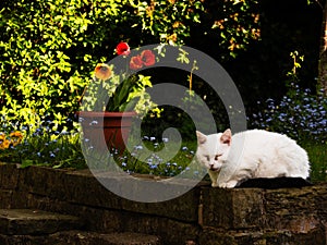White pet cat snoozes in English flower garden with colorful tulips and flowers