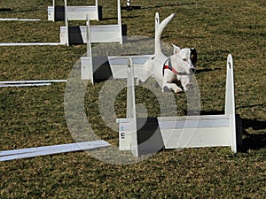 White pet dog jumping post on agility course