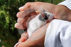 White pet mouse held in kid`s hands