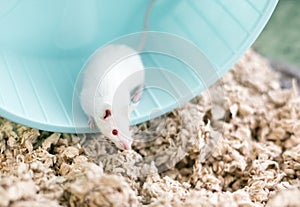 A white pet mouse with red eyes on an exercise wheel