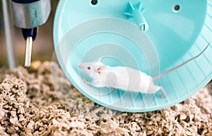 A white pet mouse with red eyes running on an exercise wheel in its cage