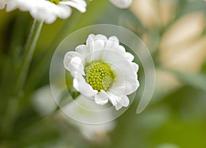 A little white petal daisy make a beautiful picture