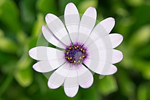 White Petal Daisy with Purple Center
