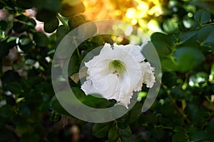 White petal flower on green bush leaves on sun light background