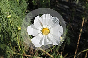 White petal flower with yellow center