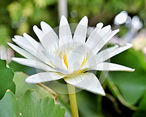 A white-petal lotus
