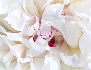 White petal peony background