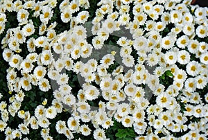 White petal and yellow center pollen flower group blooming in garden. fresh plant growing in outdoor botanic natural park. macro g