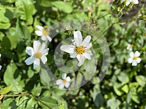 White petalled Hairy Beggar's ticks flower