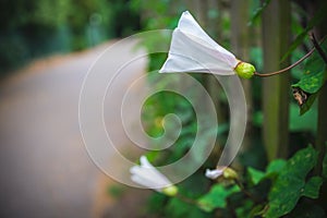 White petals of the Bindweed flower