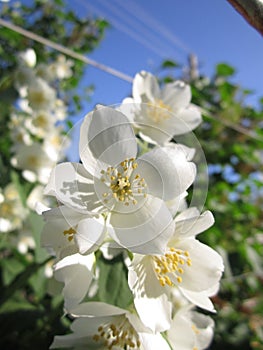 White petals blooming jasmine