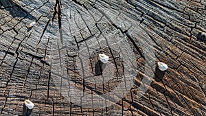 White petals of cherry flowers on a cracked stump