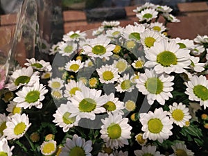 White petals flower with green and yellow center. White daisy blooming flower.