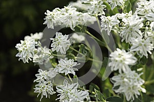 White petals with green stripes
