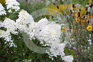 White petals of hydrangea plant in full bloom